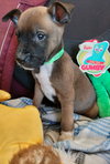 Buddy - Photo 10