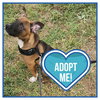Buddy - Photo 4