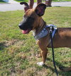 Buddy - Photo 5