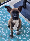 Buddy - Photo 6