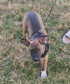Buddy - Photo 7