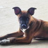 Buddy - Photo 1