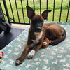 Buddy - Photo 2