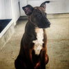 Buddy - Photo 3