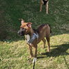 Buddy - Photo 11