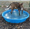 Buddy - Photo 12
