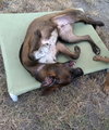 Buddy - Photo 13