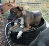 Buddy - Photo 14