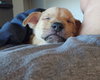 King - Photo 2