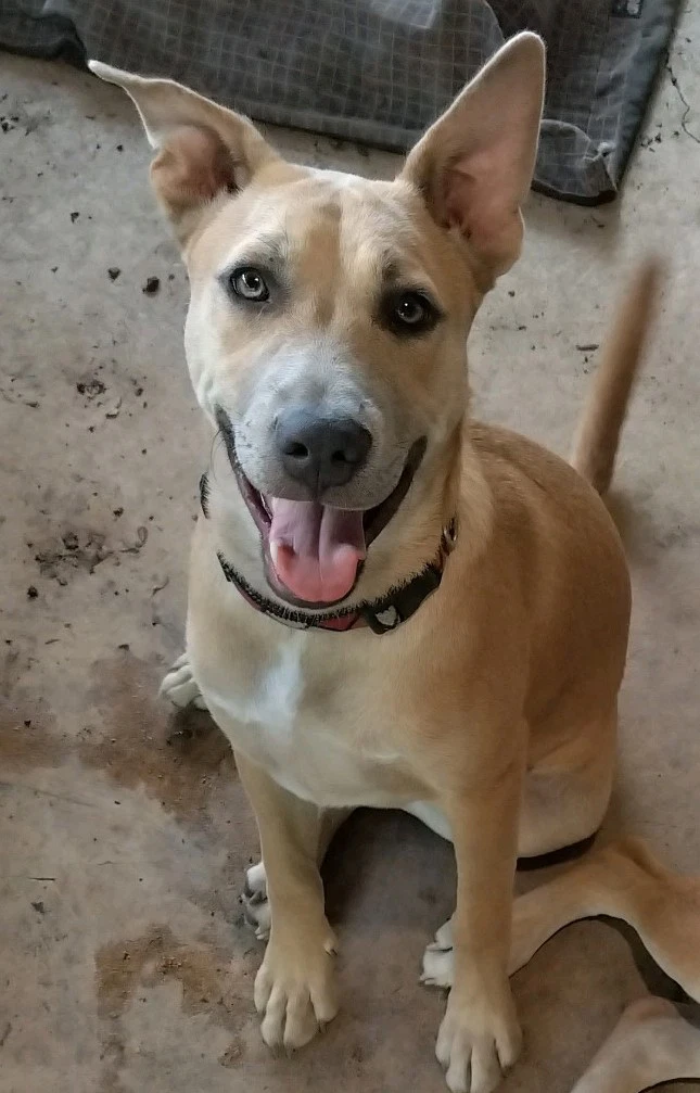 Holden