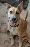 Holden - Photo 1