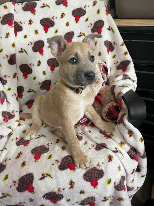 VALENTINO - Shepherd / Border Collie available for adoption