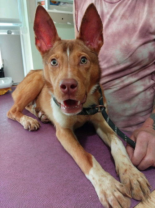 JOY - Australian Cattle Dog/Blue Heeler / Terrier available for adoption