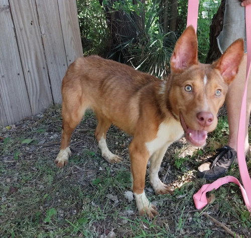 JOY - Australian Cattle Dog/Blue Heeler / Terrier available for adoption