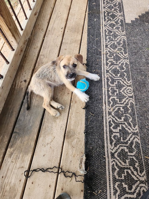 GINGER - Wire-haired Pointing Griffon available for adoption