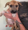 Ginger - Photo 2