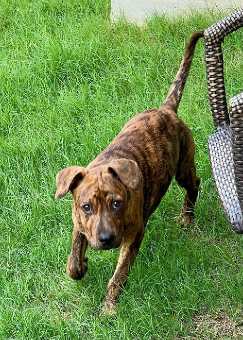 RUBBLES - Retriever / Terrier available for adoption