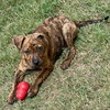 Rubbles - Photo 5