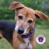 Jelly Bean - Photo 1