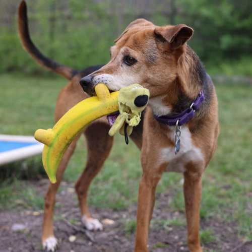 JELLY BEAN - Beagle / Retriever available for adoption