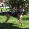 Jelly Bean - Photo 3