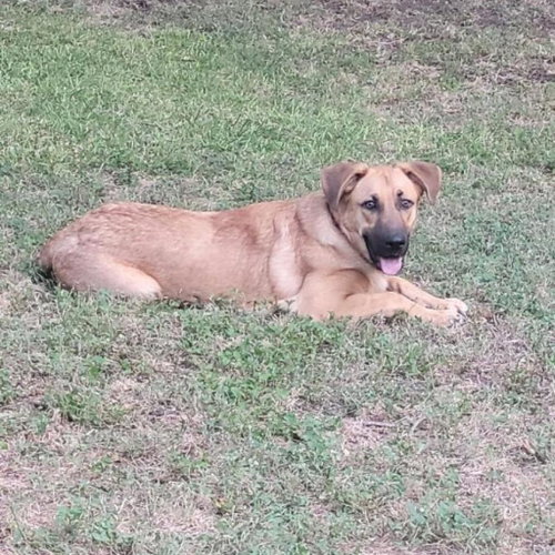 Max, photo 8