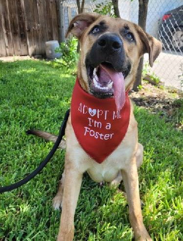 MAX - German Shepherd Dog available for adoption
