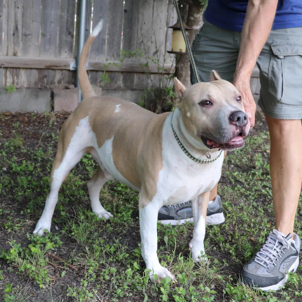 Leo - American Pit Bull Terrier