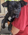 Hank - Photo 6