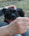 Hank - Photo 1