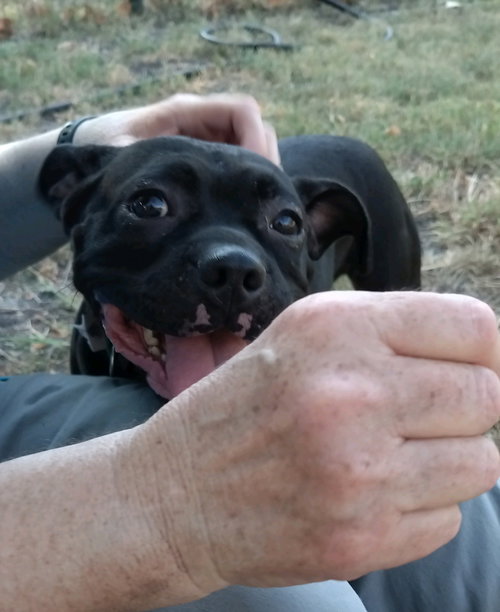 HANK - Pug / Terrier available for adoption