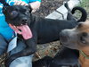 Hank - Photo 2