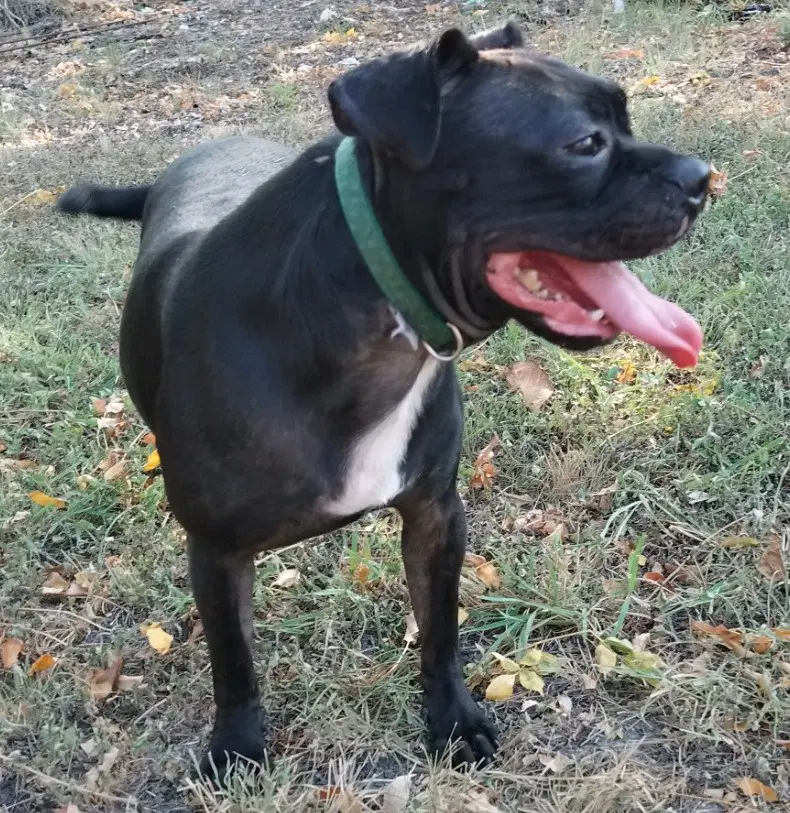 Hank image 3