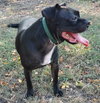 Hank - Photo 3