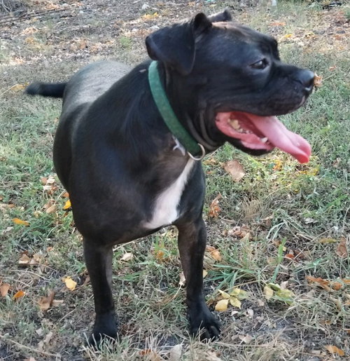 Hank photo 3