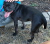 Hank - Photo 5