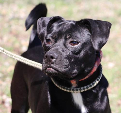 VIVIAN - Terrier / Retriever available for adoption