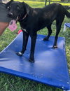 Mosley - Photo 3