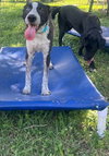 Mosley - Photo 4