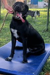 Mosley - Photo 5