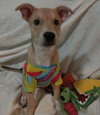 Tricia - Photo 4
