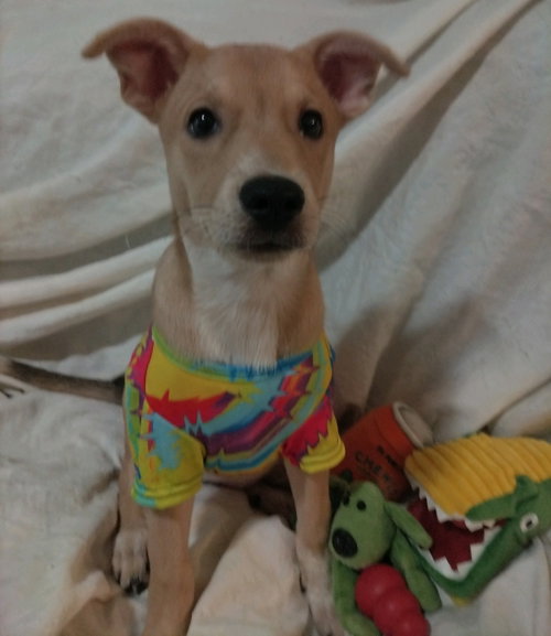 Tricia photo 4