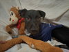 Stanley - Photo 5