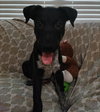 Stanley - Photo 7