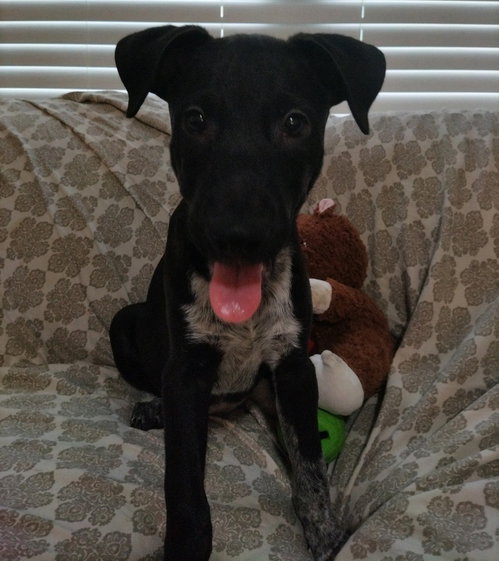Stanley, photo 7
