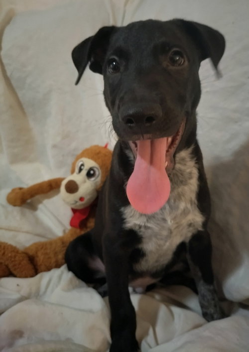 Stanley, photo 8