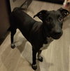 Stanley - Photo 1