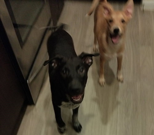STANLEY - Retriever / Australian Cattle Dog/Blue Heeler available for adoption