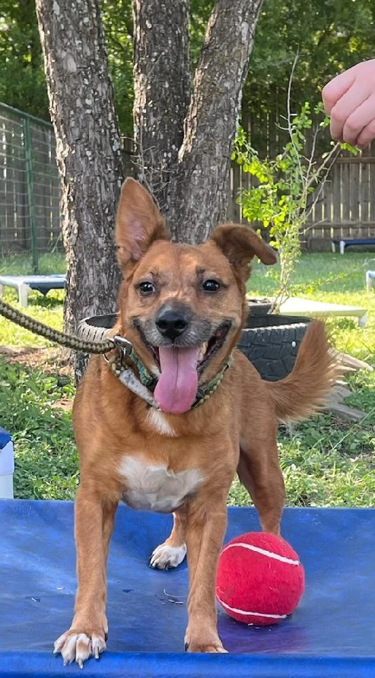 Auggie