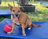 Auggie1 - Photo 2